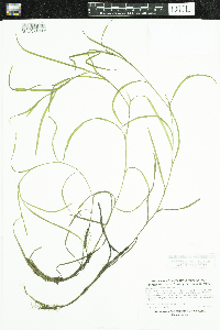 Heteranthera dubia image