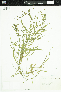 Heteranthera dubia image