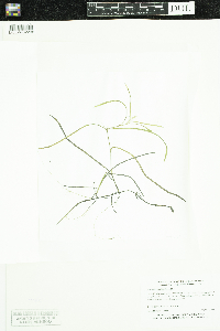 Heteranthera dubia image