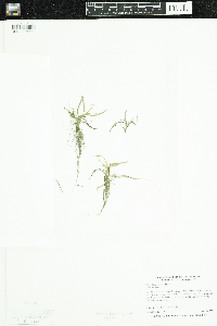 Heteranthera dubia image