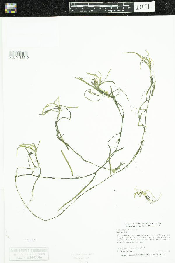 Heteranthera dubia image