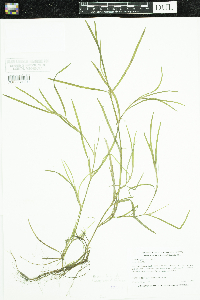 Heteranthera dubia image