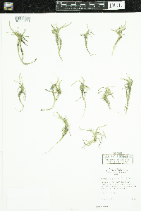 Heteranthera dubia image