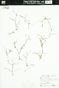 Heteranthera dubia image