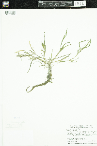 Heteranthera dubia image