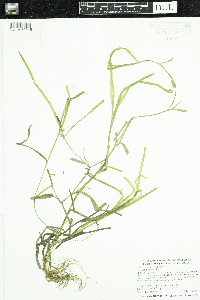 Heteranthera dubia image