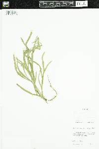 Heteranthera dubia image