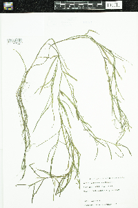 Heteranthera dubia image