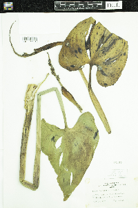 Pontederia cordata image