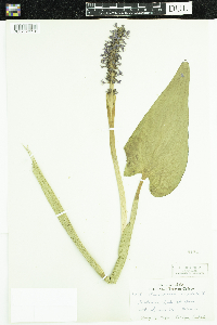 Pontederia cordata image