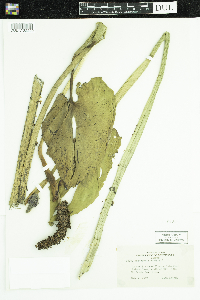 Pontederia cordata image