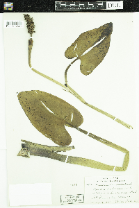 Pontederia cordata image