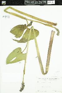 Pontederia cordata image
