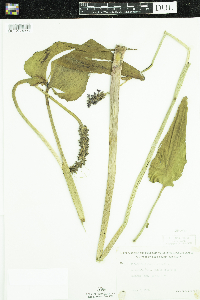 Pontederia cordata image