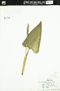 Pontederia cordata image