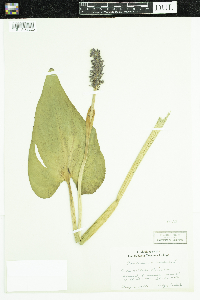 Pontederia cordata image