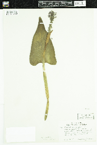 Pontederia cordata image