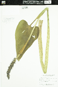 Pontederia cordata image