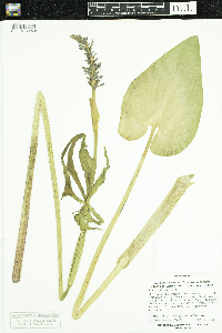 Pontederia cordata image