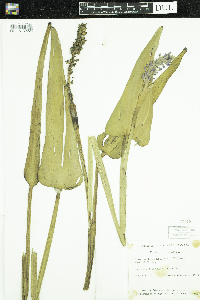 Pontederia cordata image