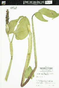 Pontederia cordata image