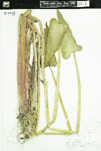 Pontederia cordata image