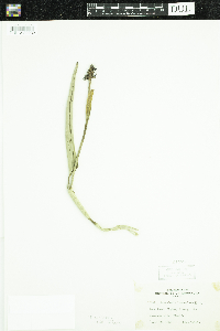 Pontederia cordata image