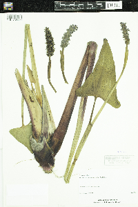Pontederia cordata image