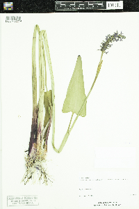 Pontederia cordata image