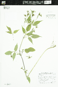 Bidens frondosa image