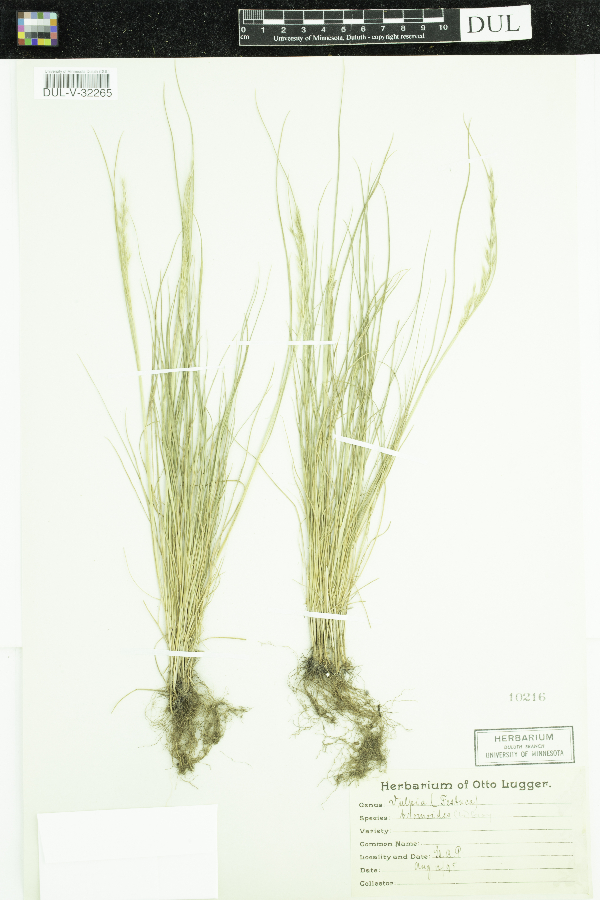 Vulpia bromoides image