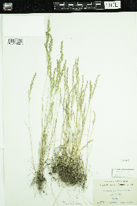 Vulpia octoflora image