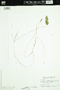 Potamogeton natans image