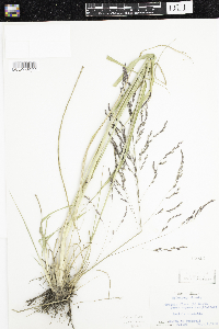 Tridens flavus image