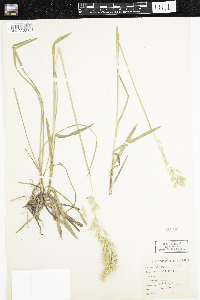 Trisetum flavescens image