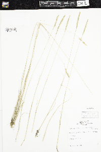 Sphenopholis obtusata image