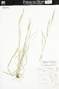 Sphenopholis obtusata image