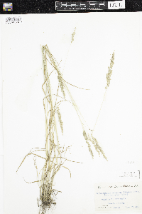 Sphenopholis obtusata image