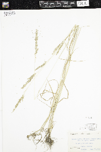Sphenopholis obtusata image