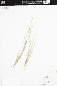 Sporobolus neglectus image