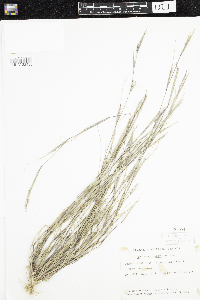 Sporobolus neglectus image