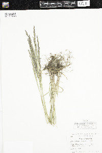 Sporobolus neglectus image