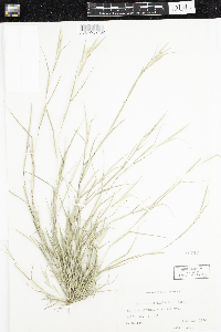 Sporobolus neglectus image