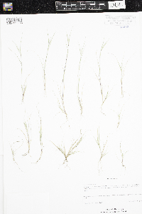 Sporobolus neglectus image