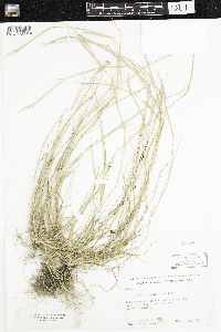 Sporobolus neglectus image