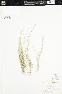 Sporobolus neglectus image