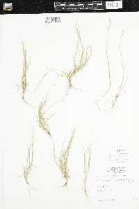 Sporobolus neglectus image