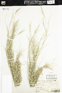 Sporobolus neglectus image