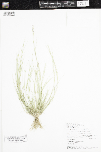 Sporobolus vaginiflorus image