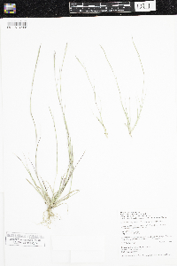 Sporobolus vaginiflorus image